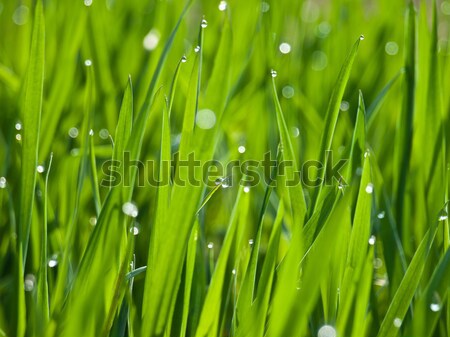 Yeşil ot Paskalya su bahar çim arka plan Stok fotoğraf © klagyivik