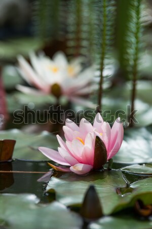 Water lelie bloem natuur licht blad Stockfoto © klagyivik