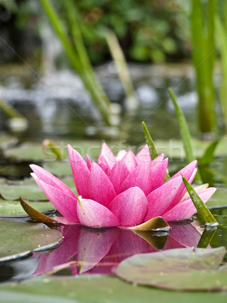 Foto stock: Agua · Lily · flor · naturaleza · hoja · jardín