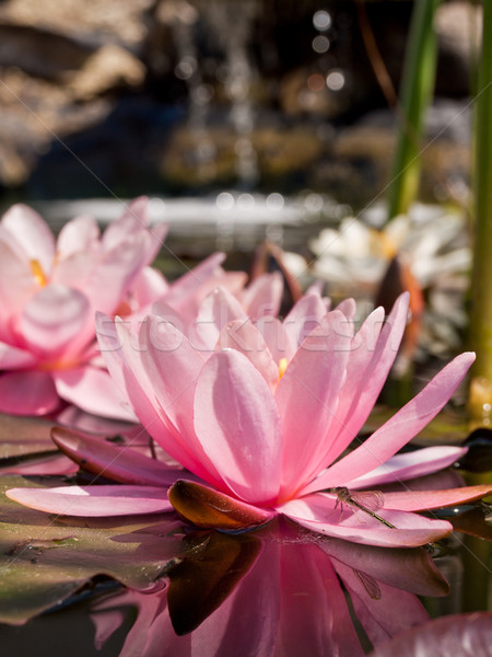 Foto stock: água · lírio · libélula · natureza · luz · folha