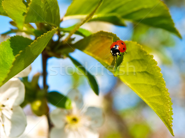 Coccinelle cerise fleur [[stock_photo]] © klagyivik