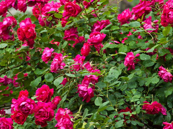 rose bush Stock photo © klagyivik