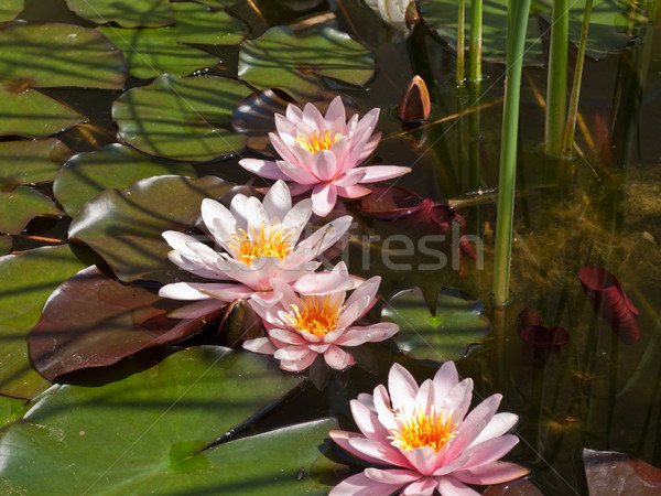 水 ユリ 花 自然 葉 庭園 ストックフォト © klagyivik