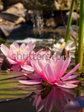 water lily Stock photo © klagyivik