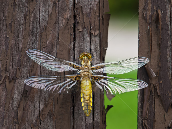 Dragonfly воды глаза солнце природы красоту Сток-фото © klagyivik