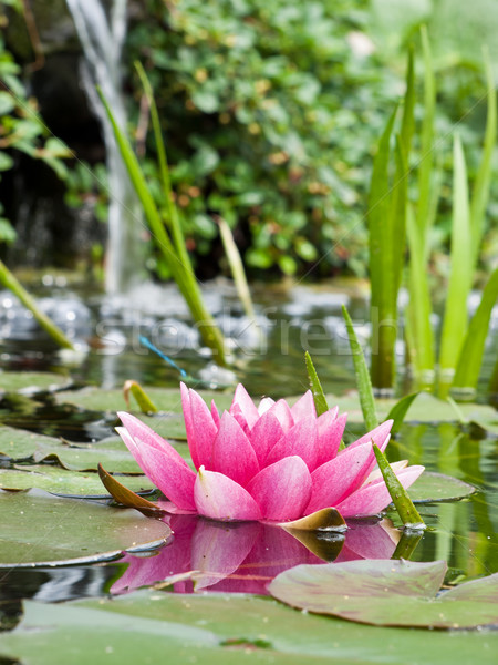 Su zambak çiçek doğa yaprak bahçe Stok fotoğraf © klagyivik
