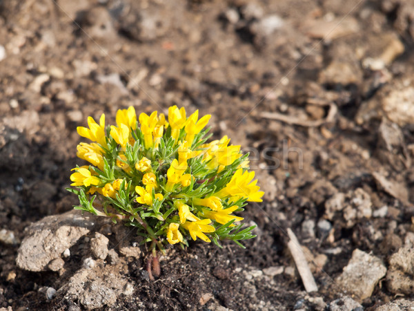 Sarı çiçek doğa güzellik yeşil taş bitki Stok fotoğraf © klagyivik