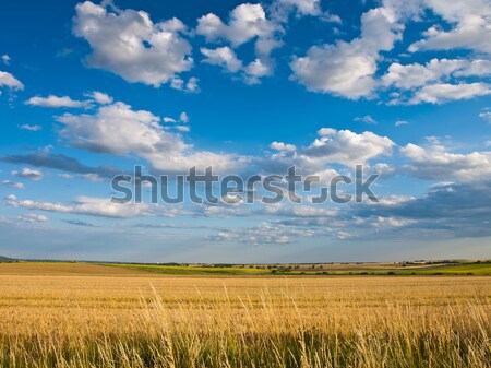 Buğday arazi gökyüzü güneş doğa manzara Stok fotoğraf © klagyivik