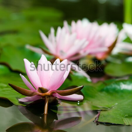 Su zambak çiçek doğa ışık yaprak Stok fotoğraf © klagyivik