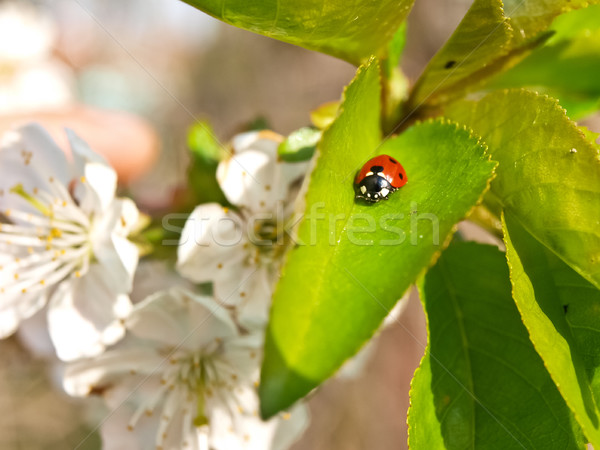 Uğur böceği kiraz çiçek Stok fotoğraf © klagyivik