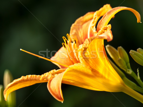 beautiful lily Stock photo © klagyivik