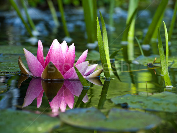 water lily Stock photo © klagyivik