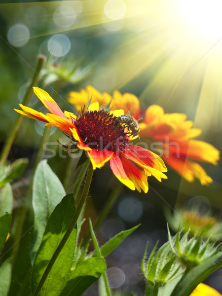 Sarı kırmızı çiçek ışık bahçe güzellik Stok fotoğraf © klagyivik
