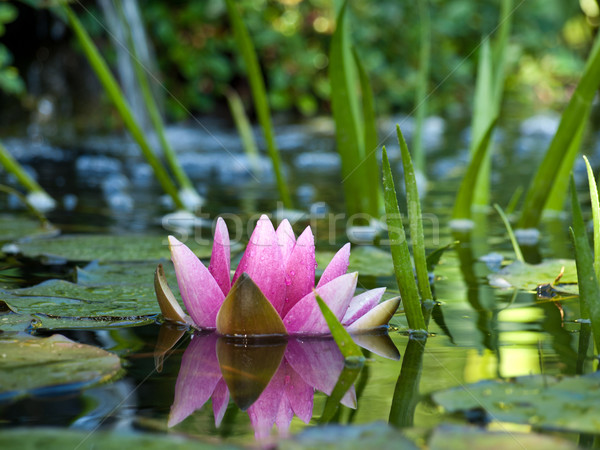 water lily Stock photo © klagyivik