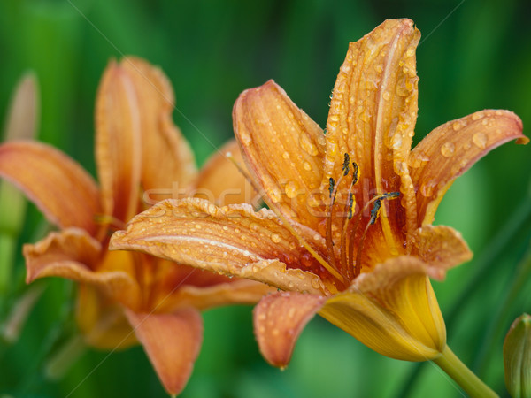 Amarillo Lily flor verano crecimiento jardinería Foto stock © klagyivik