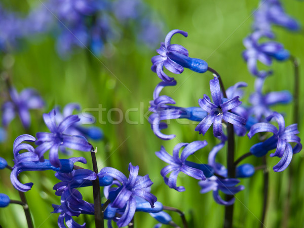 hyacinth background Stock photo © klagyivik