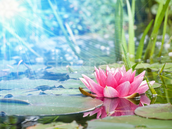 Víz liliom virág természet levél kert Stock fotó © klagyivik