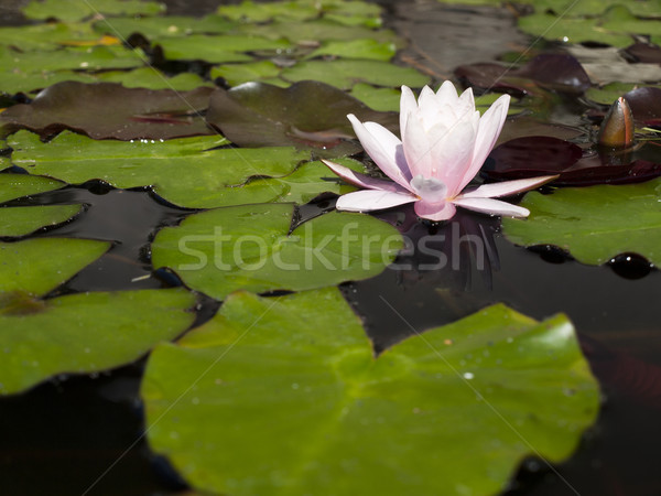 beautiful water lily background Stock photo © klagyivik