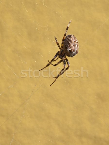 Stock photo: crusader spider