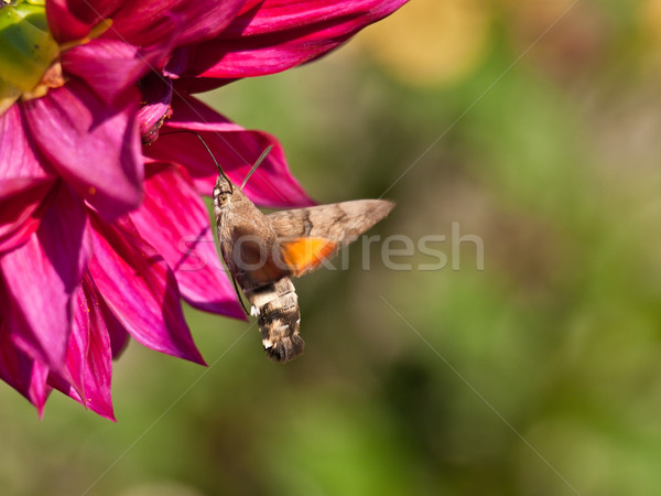 Kelebek bahar çim ahşap doğa yaprak Stok fotoğraf © klagyivik