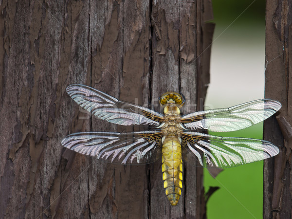 Dragonfly воды глаза солнце природы красоту Сток-фото © klagyivik