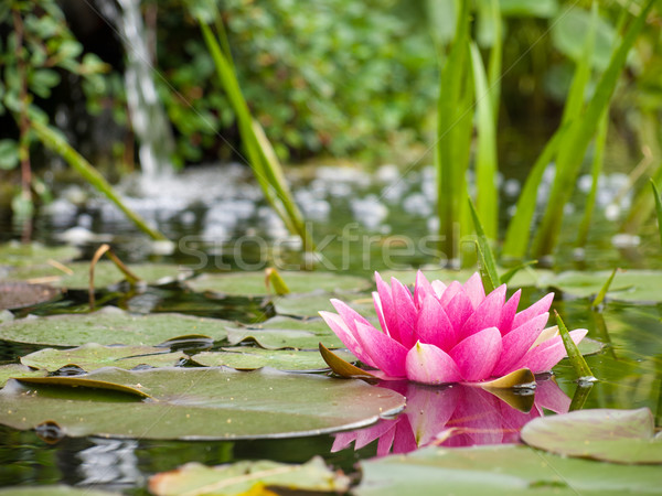 water lily Stock photo © klagyivik