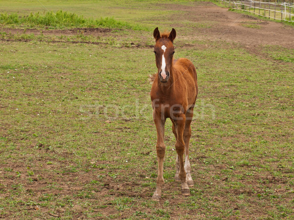 子馬 赤ちゃん フィールド 緑 ファーム ストックフォト © klagyivik