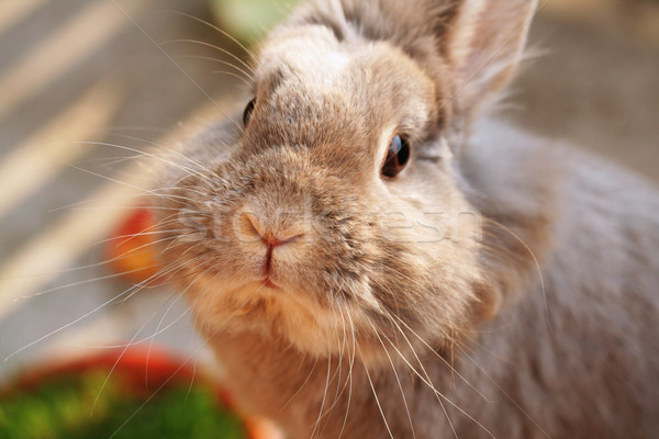 Cute coniglio grigio seduta primavera bella Foto d'archivio © klauts