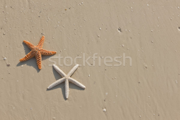 Couple of starfish on a tropical beach Stock photo © klikk