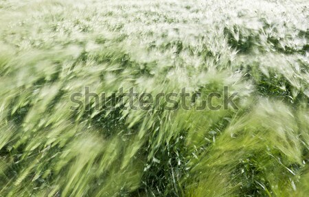 wheat field in the wind Stock photo © klikk