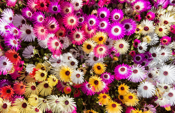 Flower bed of sunlit livingstone daisies Stock photo © klikk
