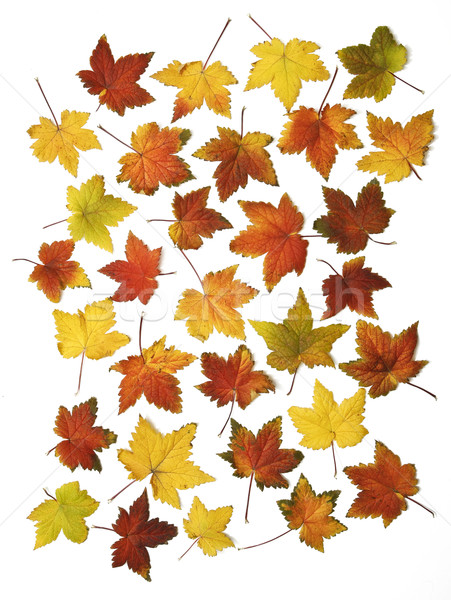 autumn leaves isolated Stock photo © klikk