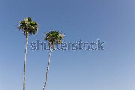 節日 二 棕櫚樹 藍天 樹 葉 商業照片 © klikk