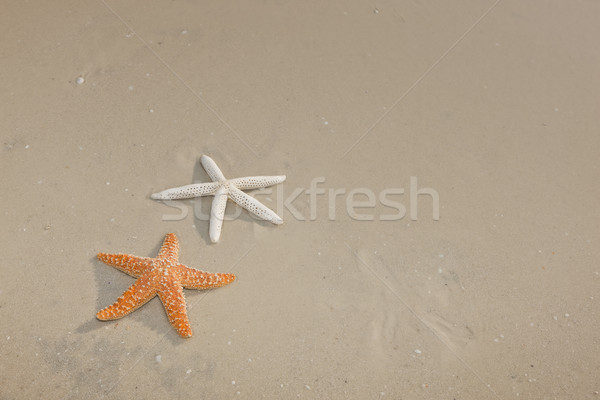 Paar zeester tropisch strand idyllisch zomervakantie exemplaar ruimte Stockfoto © klikk