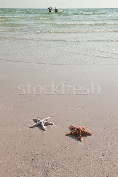 Coppia starfish spiaggia tropicale idilliaco copia spazio Foto d'archivio © klikk