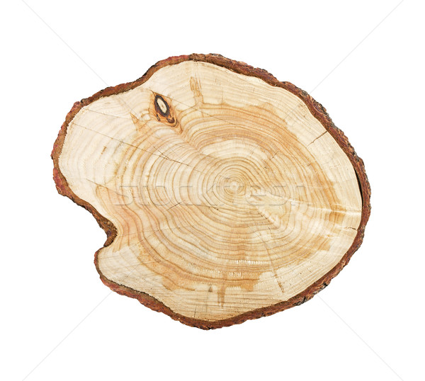 Tree stump isolated Stock photo © klikk