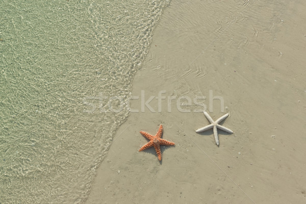 Couple of starfish on a tropical beach, tide coming in Stock photo © klikk