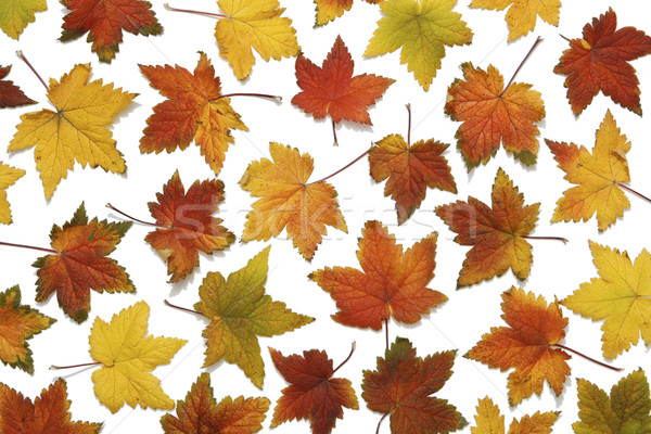 Patroon variëteit trillend vallen bladeren Stockfoto © klikk