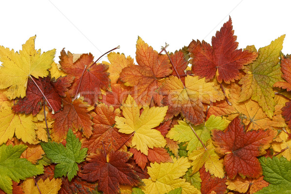 Autumn leaves isolated Stock photo © klikk