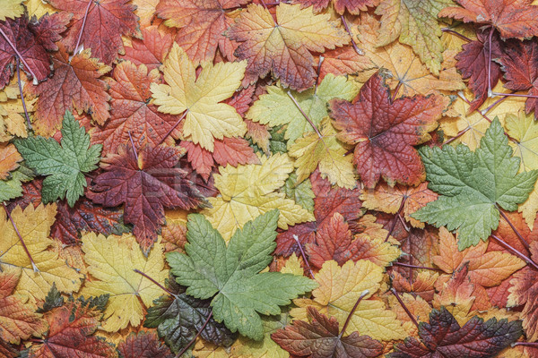 Fall leaves background Stock photo © klikk