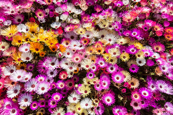 Flower bed of sunlit livingstone daisies Stock photo © klikk