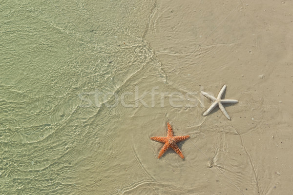 Paar zeester tropisch strand getij idyllisch zomervakantie Stockfoto © klikk