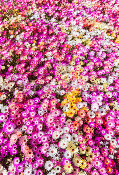 Flower bed of sunlit livingstone daisies Stock photo © klikk