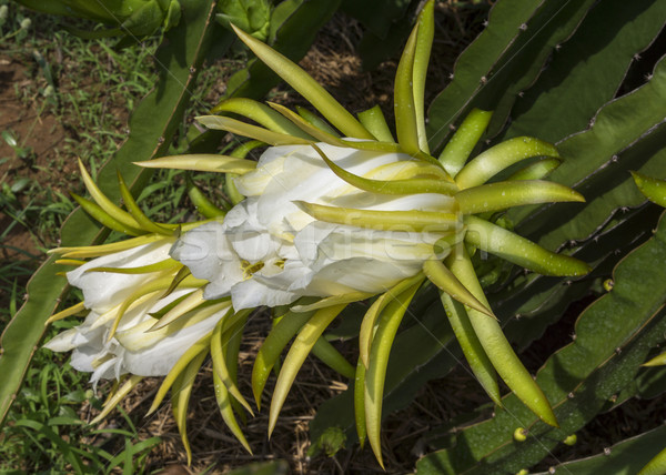 The white flower of the pitaya plant aka dragon fruit. Stock photo © Klodien