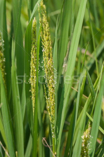 Focus on riping rice stalks, kernels and flower clearly visible. Stock photo © Klodien