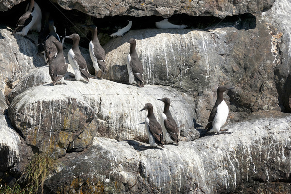 Brązowy biały skał wskrzeszenie Alaska Pingwin Zdjęcia stock © Klodien