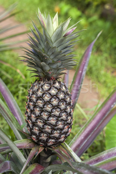 Ripe pinapple fruit still on the plant and ready for harvest. Stock photo © Klodien