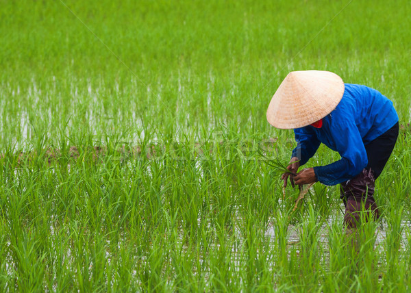 Vietnam: planting rice in empty patches of paddy. Stock photo © Klodien