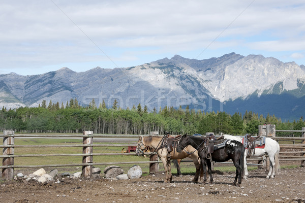 Three saddled-up horses wait for their riders in the coral with  Stock photo © Klodien