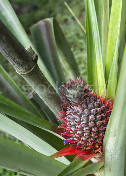 Virágzó ananász gyümölcs növény delta gyümölcsös Stock fotó © Klodien
